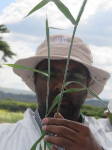 CIMMYT scientist Mandeep Randhawa indicates exact wheat plant stage for stem rust inoculation during the wheat stem rust training. (Photo: KALRO)