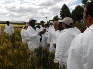 CIMMYT scientist Mandeep Randhawa explains trainees early booting stage for stem rust inoculation. (Photo: KALRO)