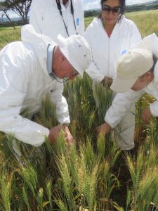 Robert McIntosh from University of Sydney's Plant Breeding Institute demonstrates stem rust inoculation using a syringe. (Photo: KALRO)