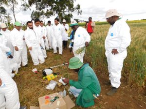 Scientists Ruth Wanyera (center) and Mandeep Randhawa (right) demonstrate stem inoculation devices. (Photo: KALRO)