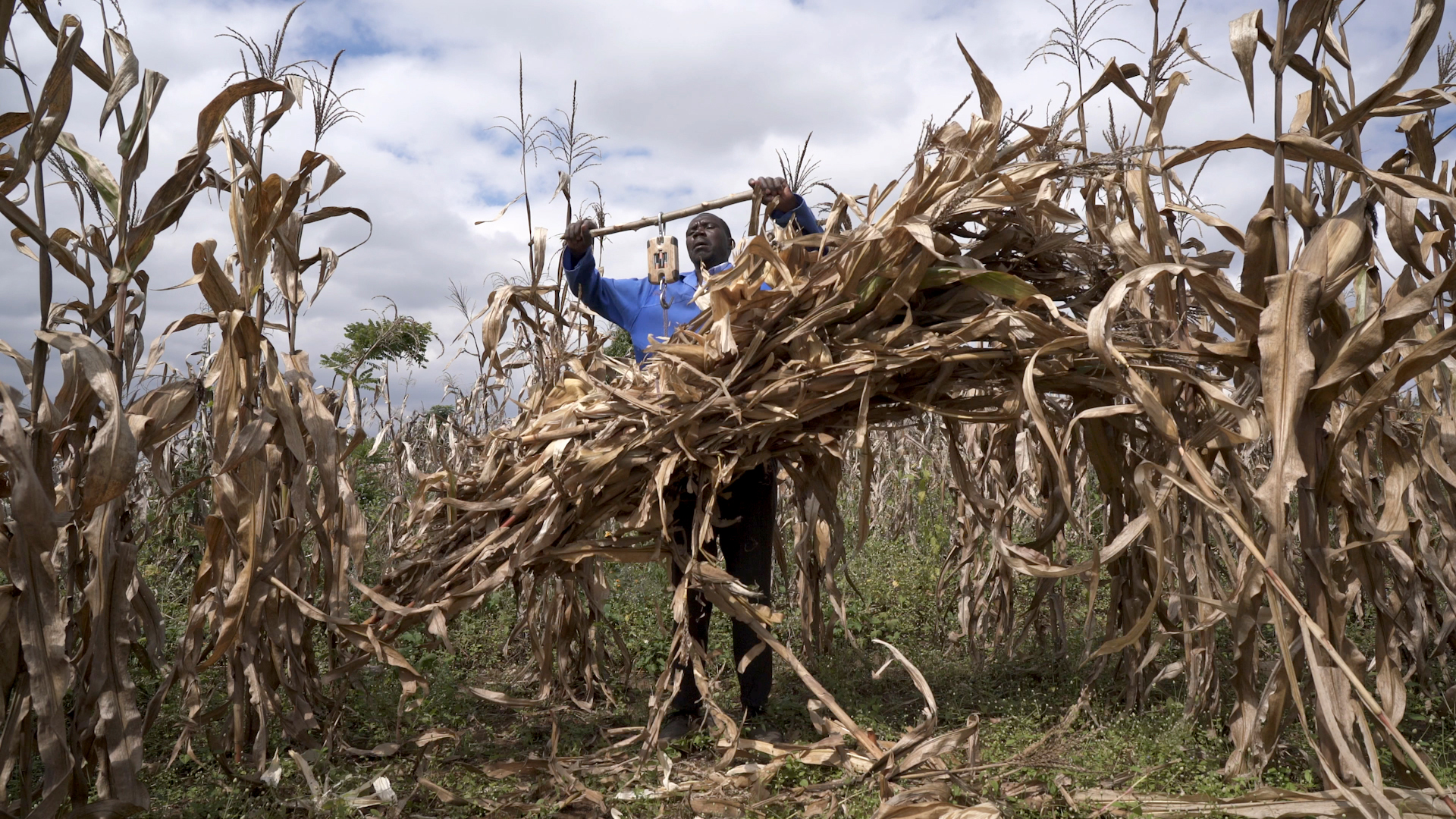 Background image for CIMMYT