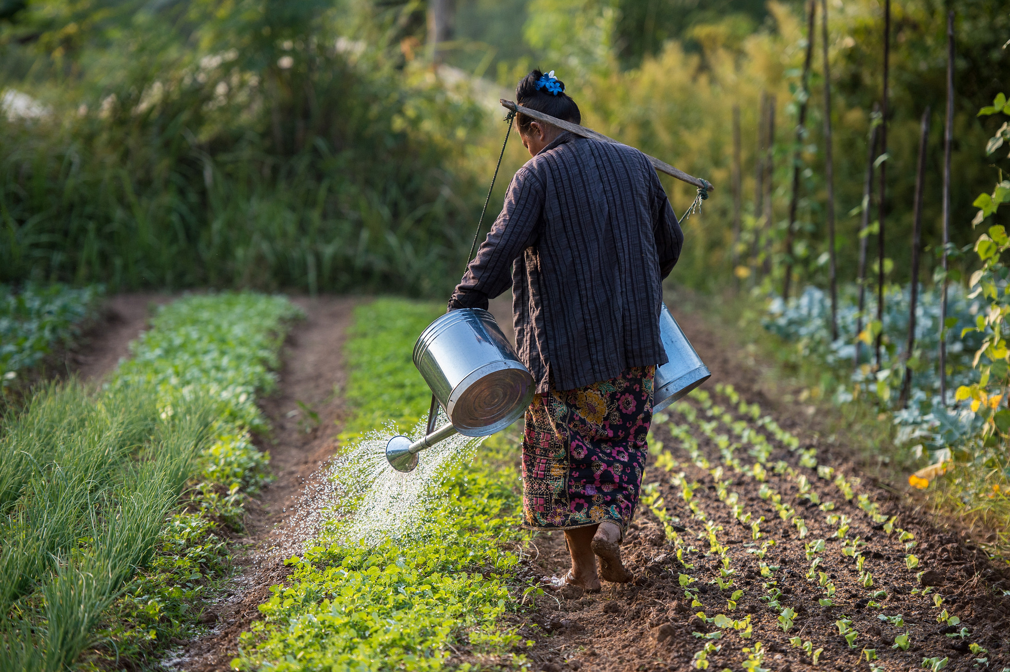 A farmer watering plants at an organic farm in Boung Phao Village, Laos. (Photo: Asian Development Bank)