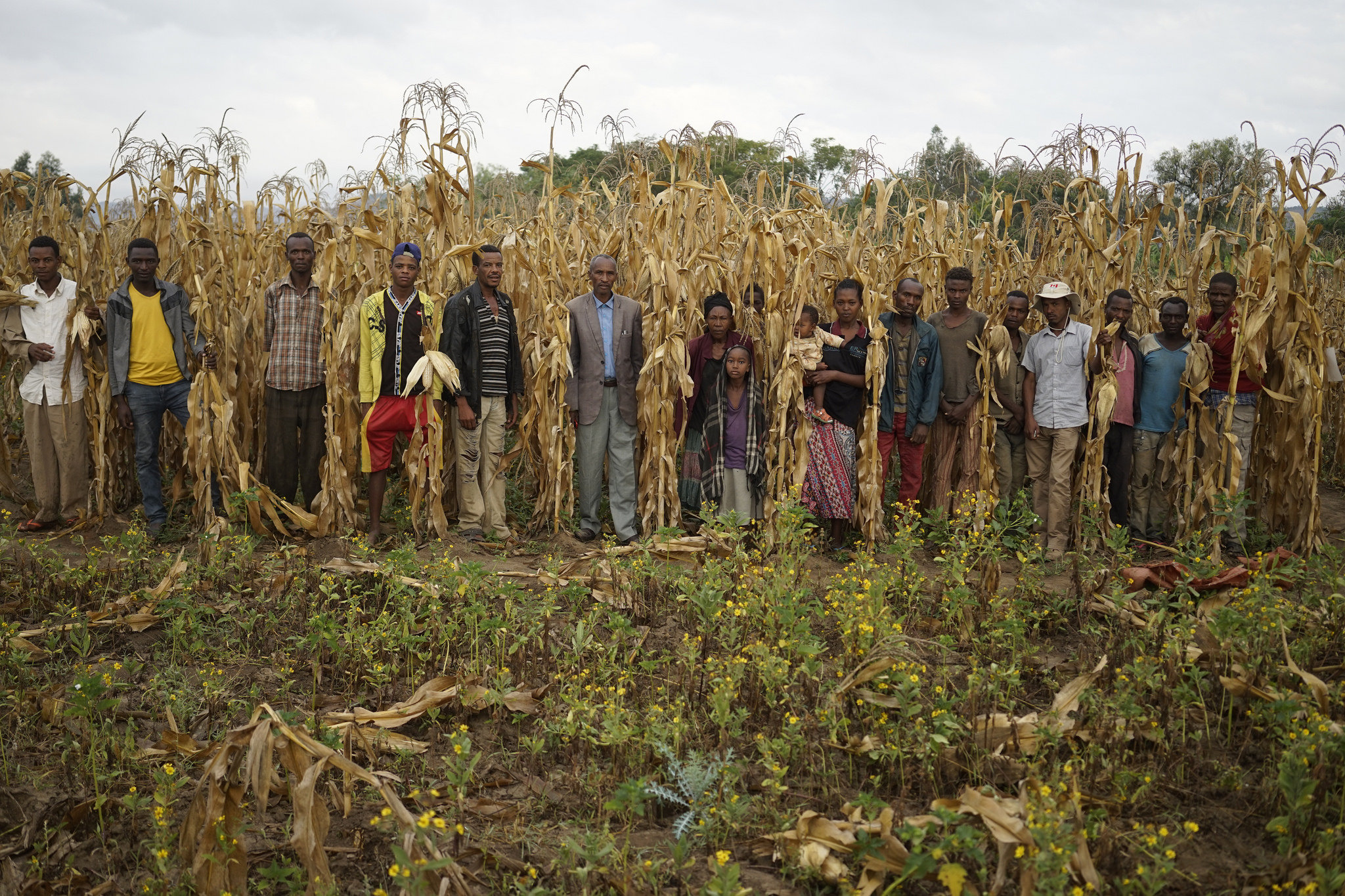 A farmers group stands for a photograph at a demonstration plot of drought-tolerant (DT) maize in the village of Lobu Koromo, in Ethiopia’s Hawassa Zuria district. (Photo: P. Lowe/CIMMYT)