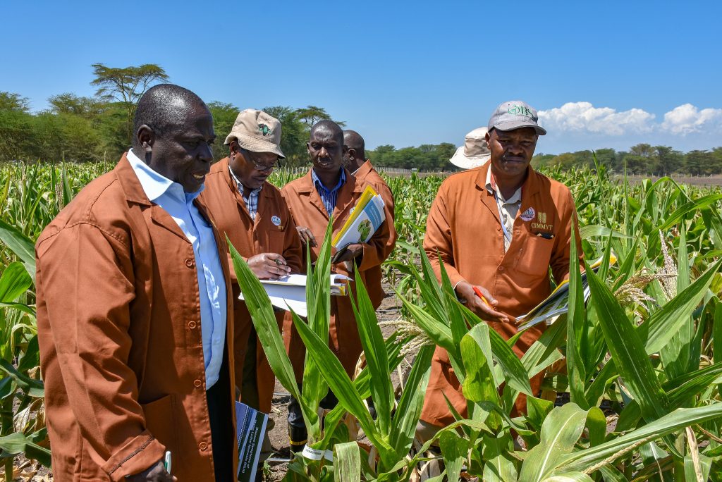 CIMMYT partners visit the Maize Lethal Necrosis screening facility in Kenya. (Photo: Joshua Masinde/CIMMYT)