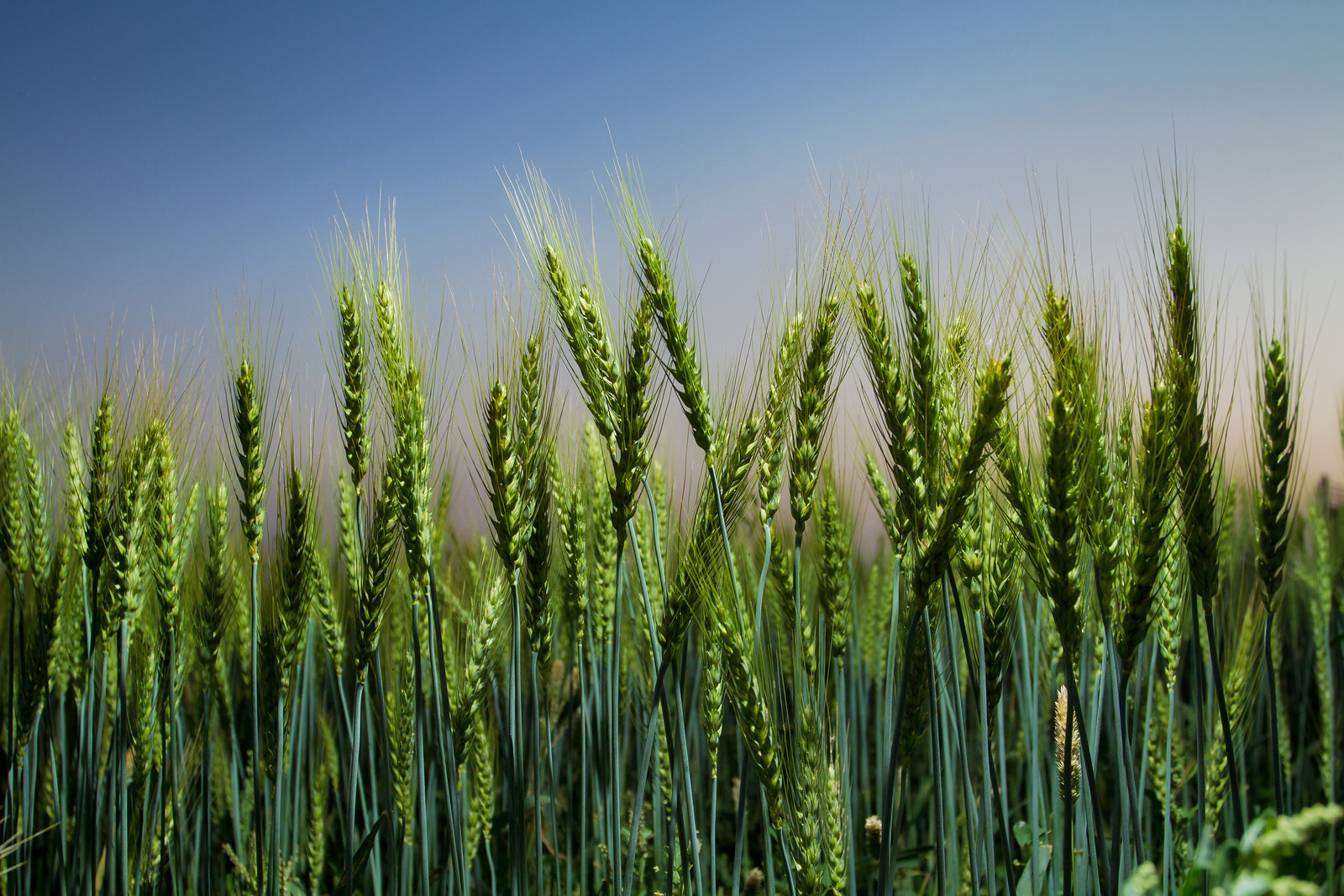 Improved wheat growing in Pakistan. (Photo: A. Yaqub/CIMMYT)