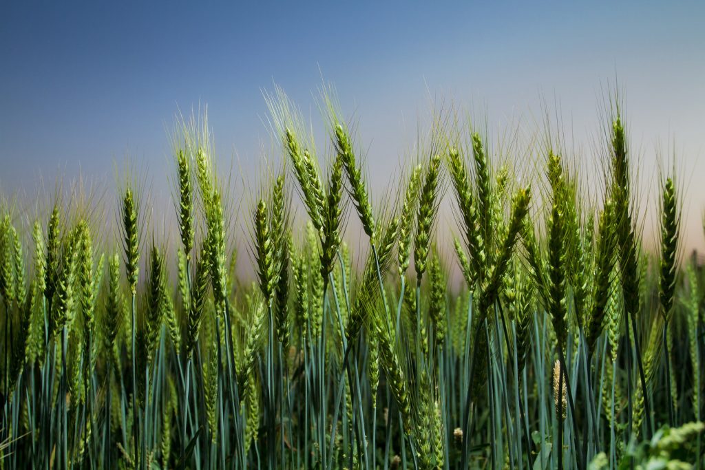 An improved wheat variety grows in the field in Islamabad, Pakistan. (Photo: A. Yaqub/CIMMYT)