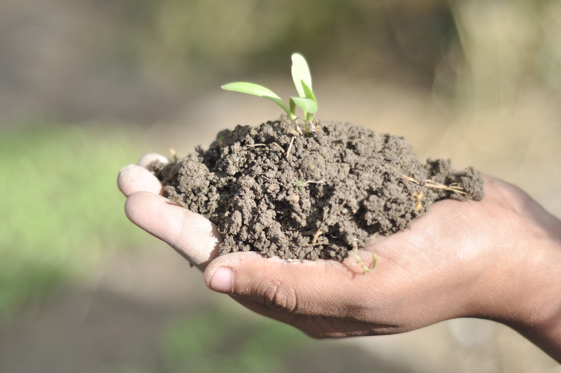 If we take care of our soils, our soils will take care of us. (Photo: Shashish Maharjan/CIMMYT)