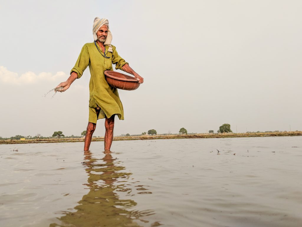 A farmer in Ara district, Bihar state, applies NPK fertilizer, composed primarily of nitrogen, phosphorus and potassium.