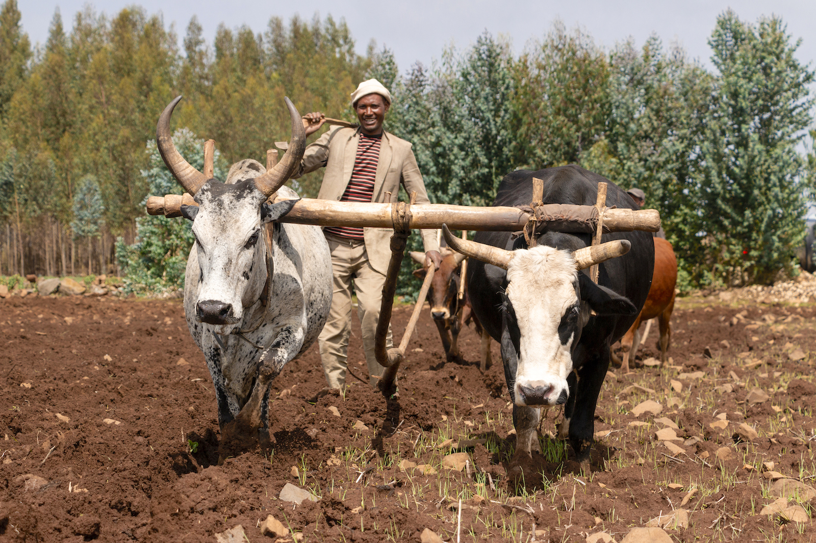 Mechanization could boost Ethiopian wheat production and provide youth with new job opportunities. (Photo: Gerardo Mejía/CIMMYT)