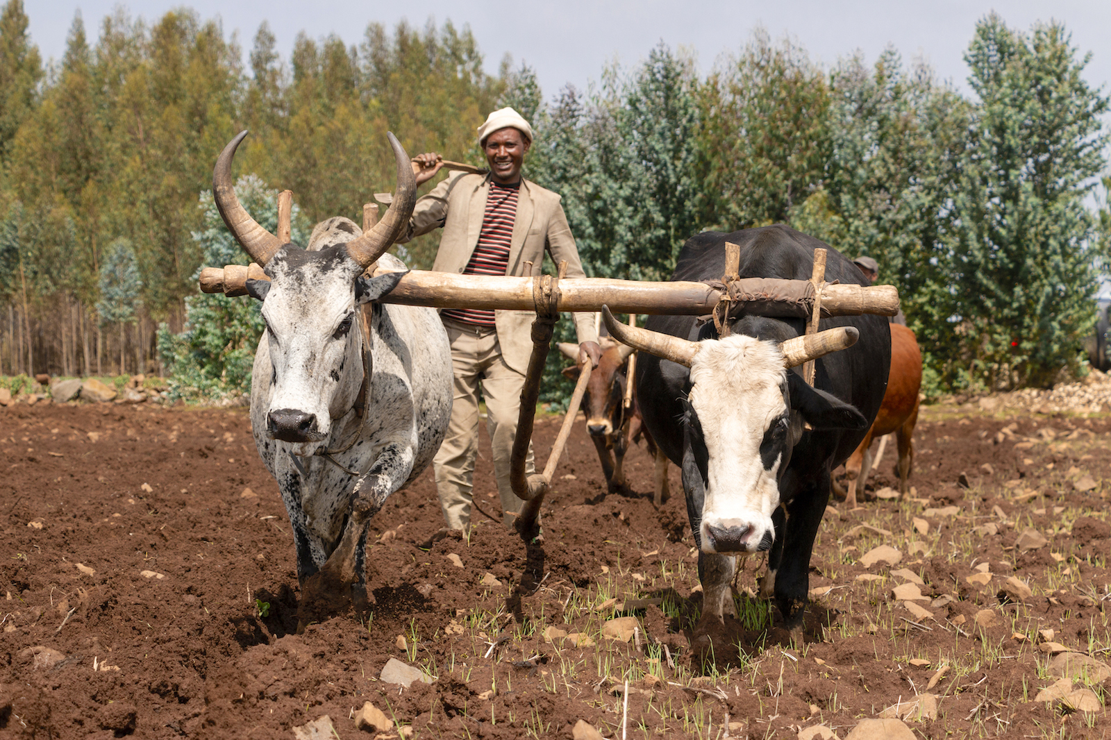 Background image for CIMMYT