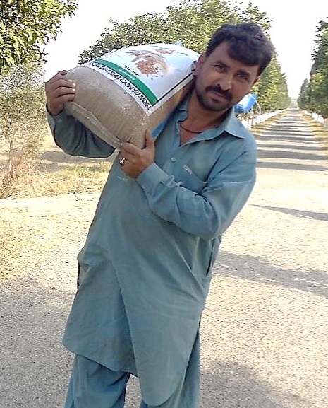 The road to better food security and nutrition seems straighter for farmer Munsif Ullah and his family, with seed of a high-yielding, zinc-enhanced wheat variety. (Photo: CIMMYT/Ansaar Ahmad)