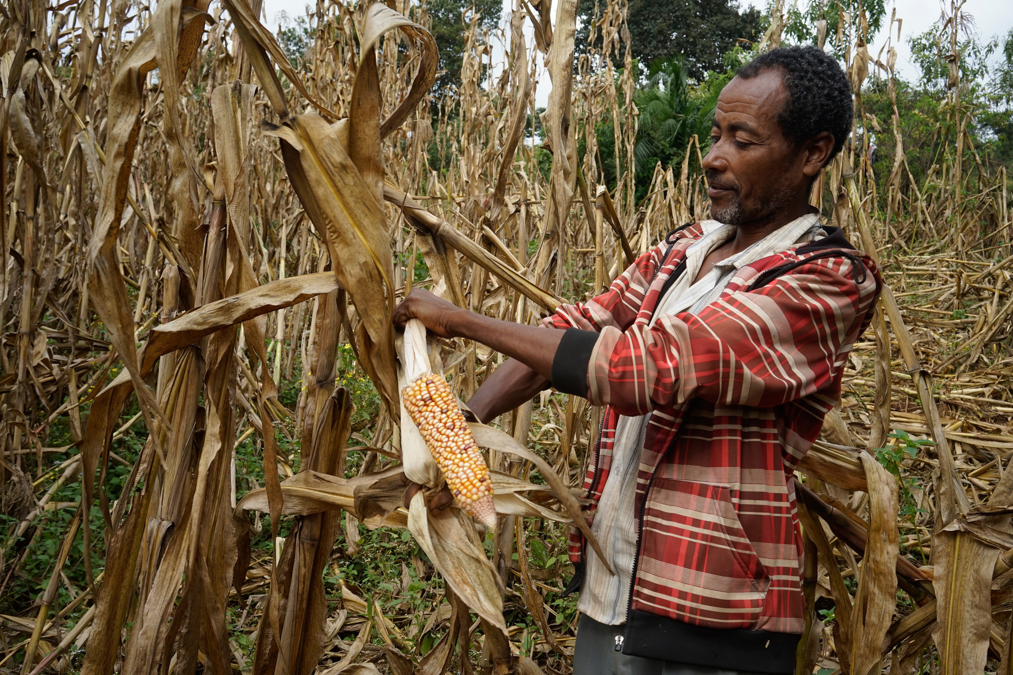 Farmer Gudeye Leta harvests his local variety maize in Dalecho village, Gudeya Bila district, Ethiopia. (Photo: Peter Lowe/CIMMYT)