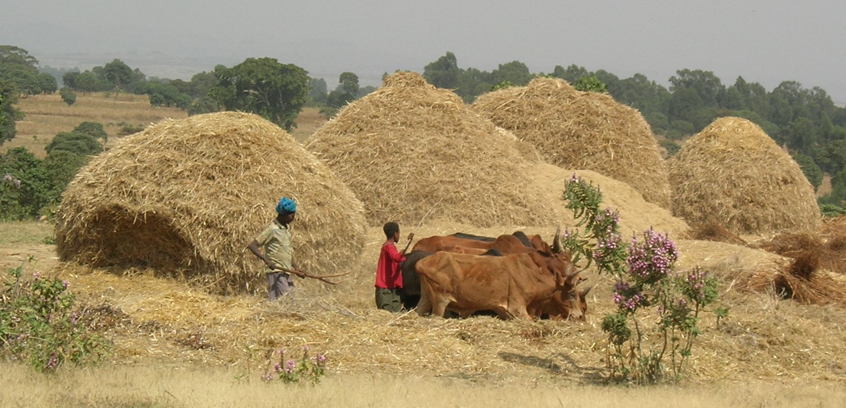 Resource-poor farmers worldwide stand to gain from developments in the field of crop modelling. Photo: H. De Groote/CIMMYT.
