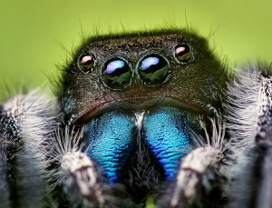 Face of an adult male Phidippus audax male jumping spider. (Photo: Opoterser/Wikimedia Commons)