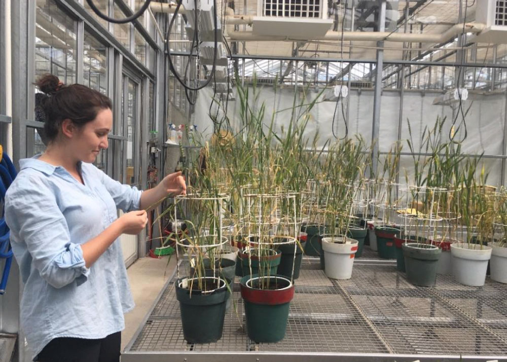 Researcher Tamaya Peressini performs disease evaluations 10 days post infection at CIMMYT’s glasshouse facilities.