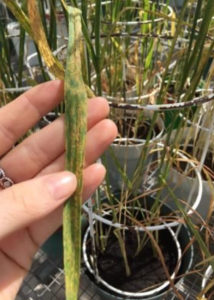 Symptoms of tan spot on wheat plants.