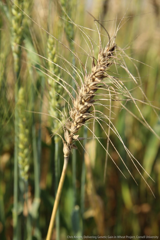 The grain in this blast-blighted wheat head has been turned to chaff. (Photo: CKnight/DGGW/ Cornell University)