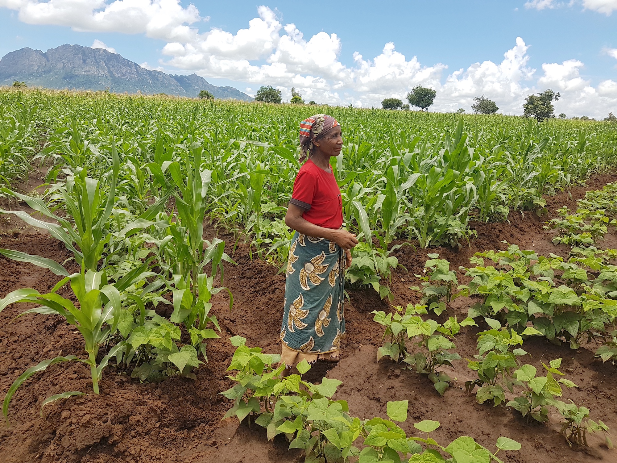A woman stands on a field intercropping beans and maize in Sussundenga, Manica province, Mozambique. (Photo: Luis Jose Cabango)