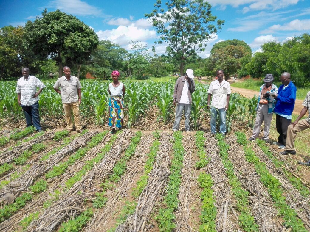Farmers visit a field from Total LandCare demonstrating conservation agriculture for sustainable intensification practices in Angónia, Tete province, Mozambique.