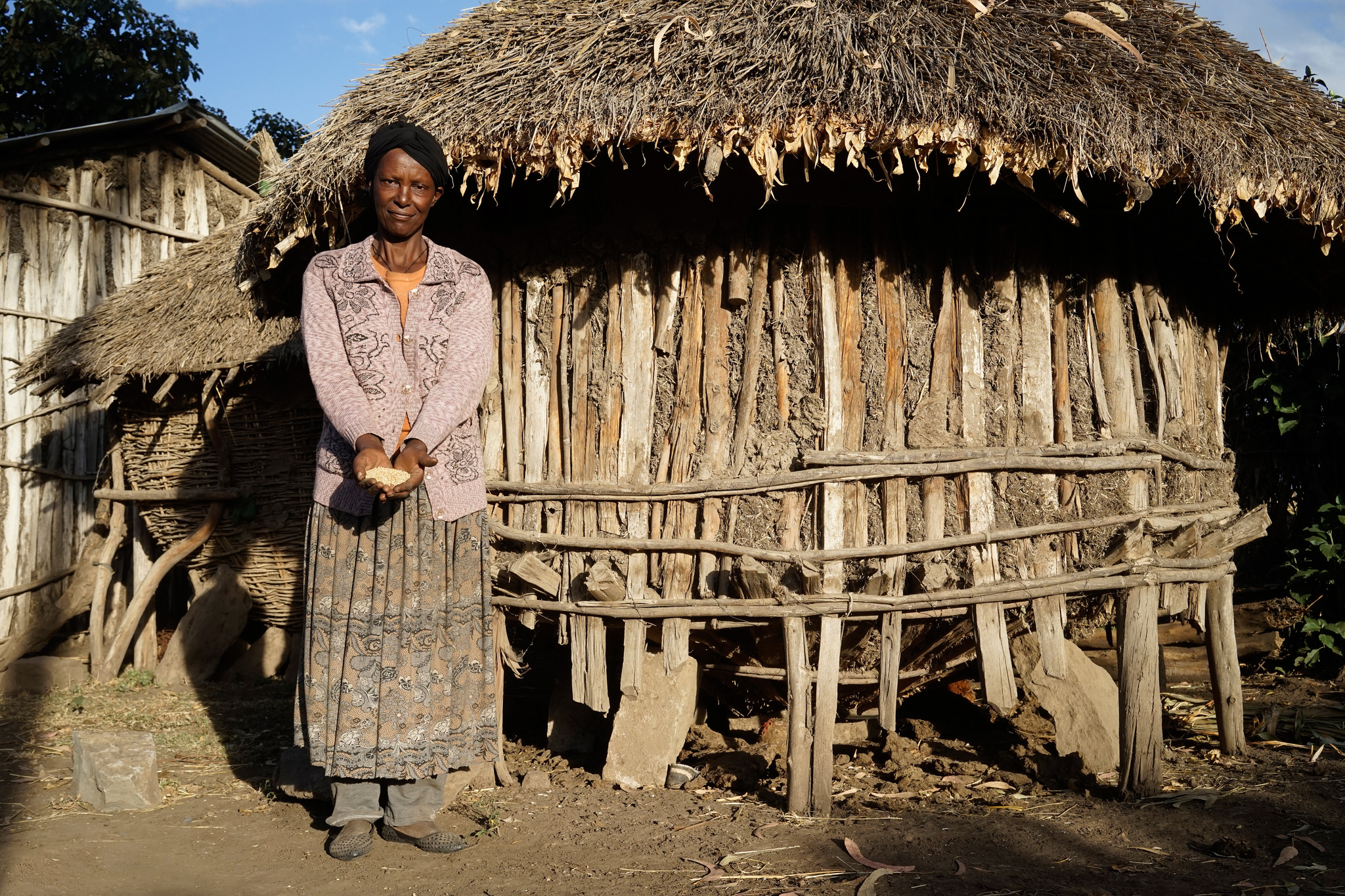 Dinke Abebe shows a handful of wheat at a traditional seed storage house in Boru Lencha village, Hetosa district, Arsi highlands, Ethiopia. (Photo: Peter Lowe/CIMMYT)