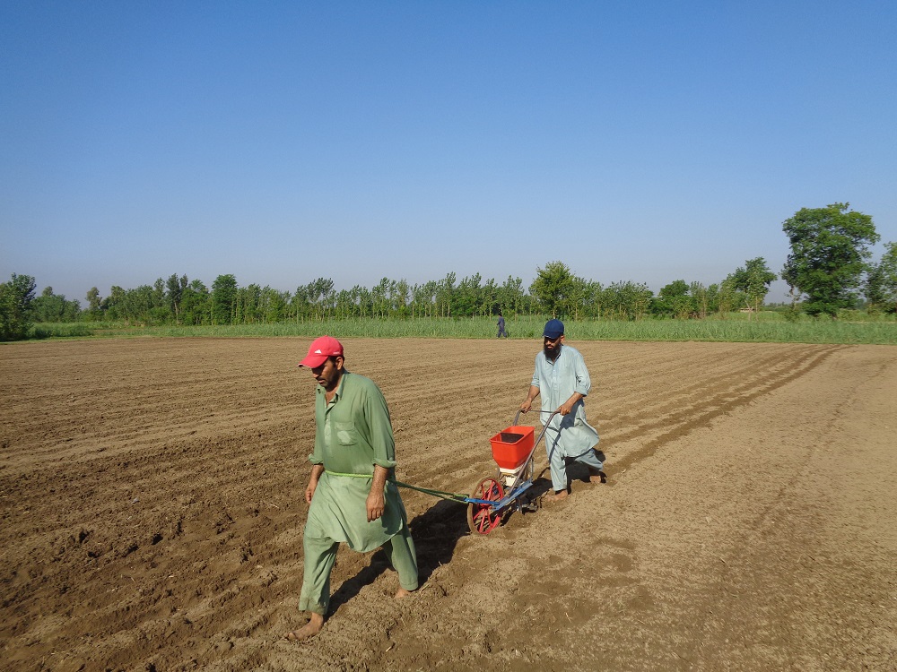 Maize farmer Jalees Ahmed (right) operates his push row planter. (Photo: Kashif Syed/CIMMYT)