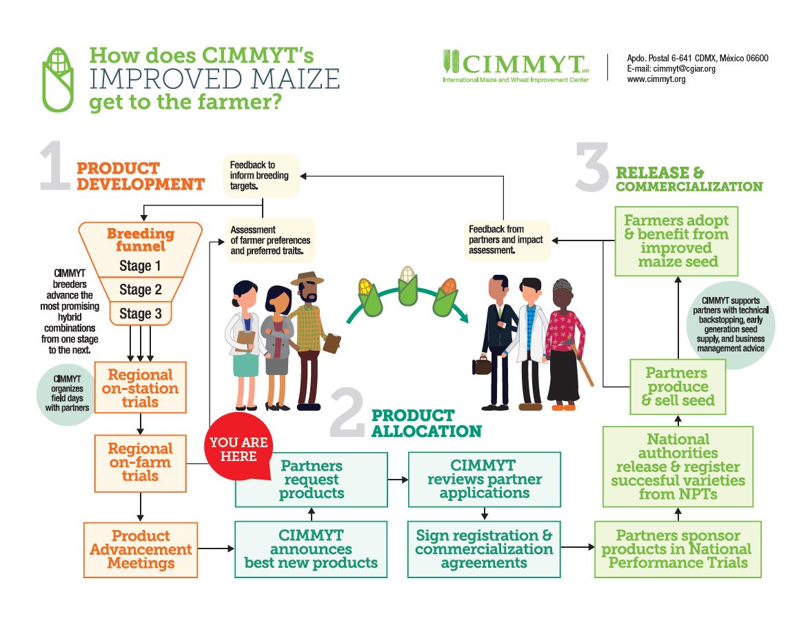 How does CIMMYT's improved maize get to the farmer?