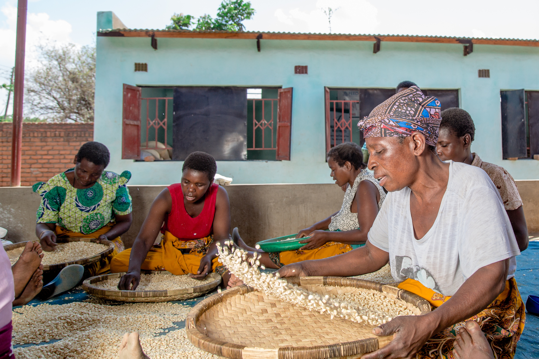 Workers at Mgommera seed firm in Malawi sort out seed. (Photo: KipenzFilms/CIMMYT)