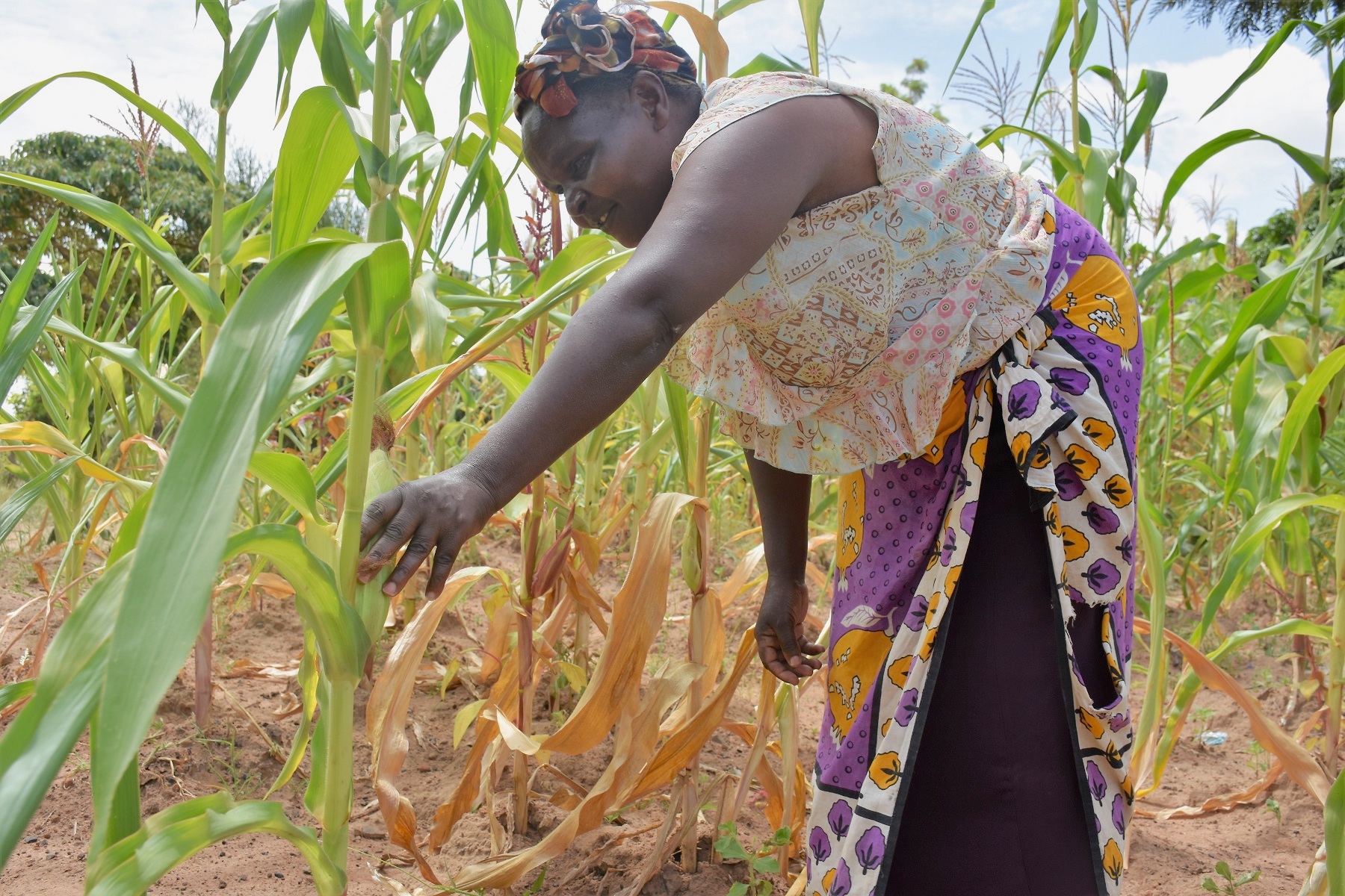 Background image for CIMMYT