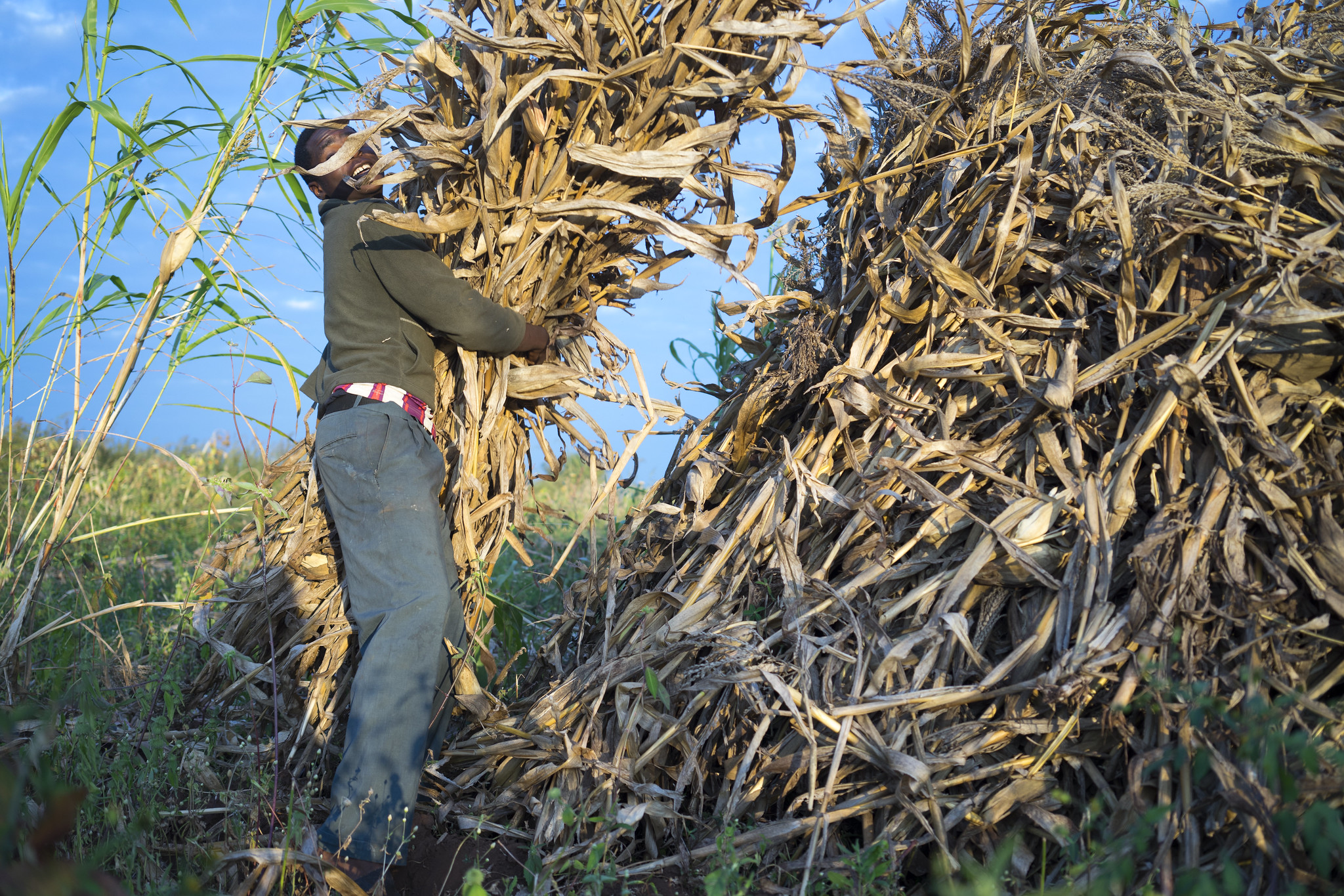 Background image for CIMMYT