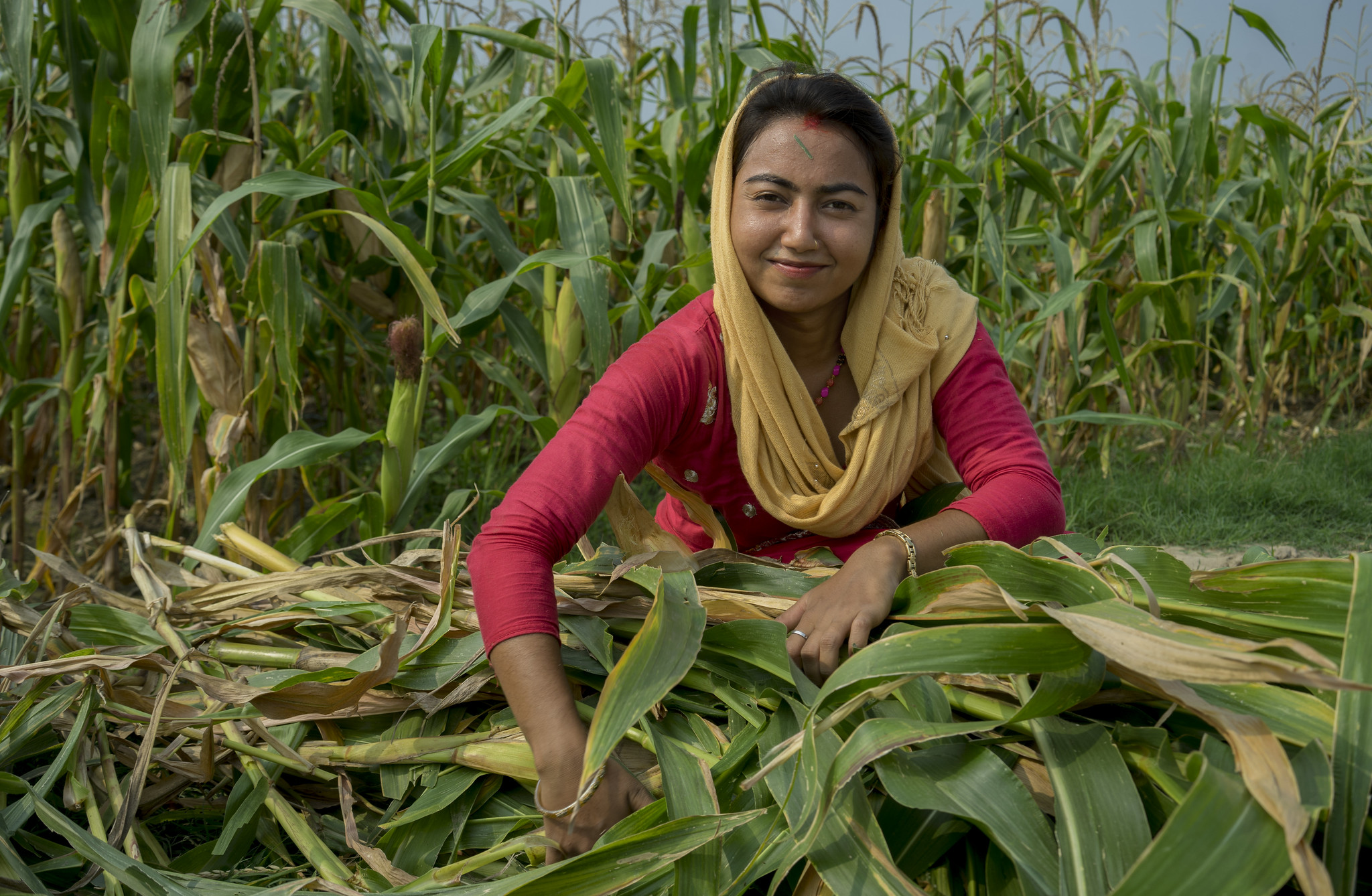 Background image for CIMMYT