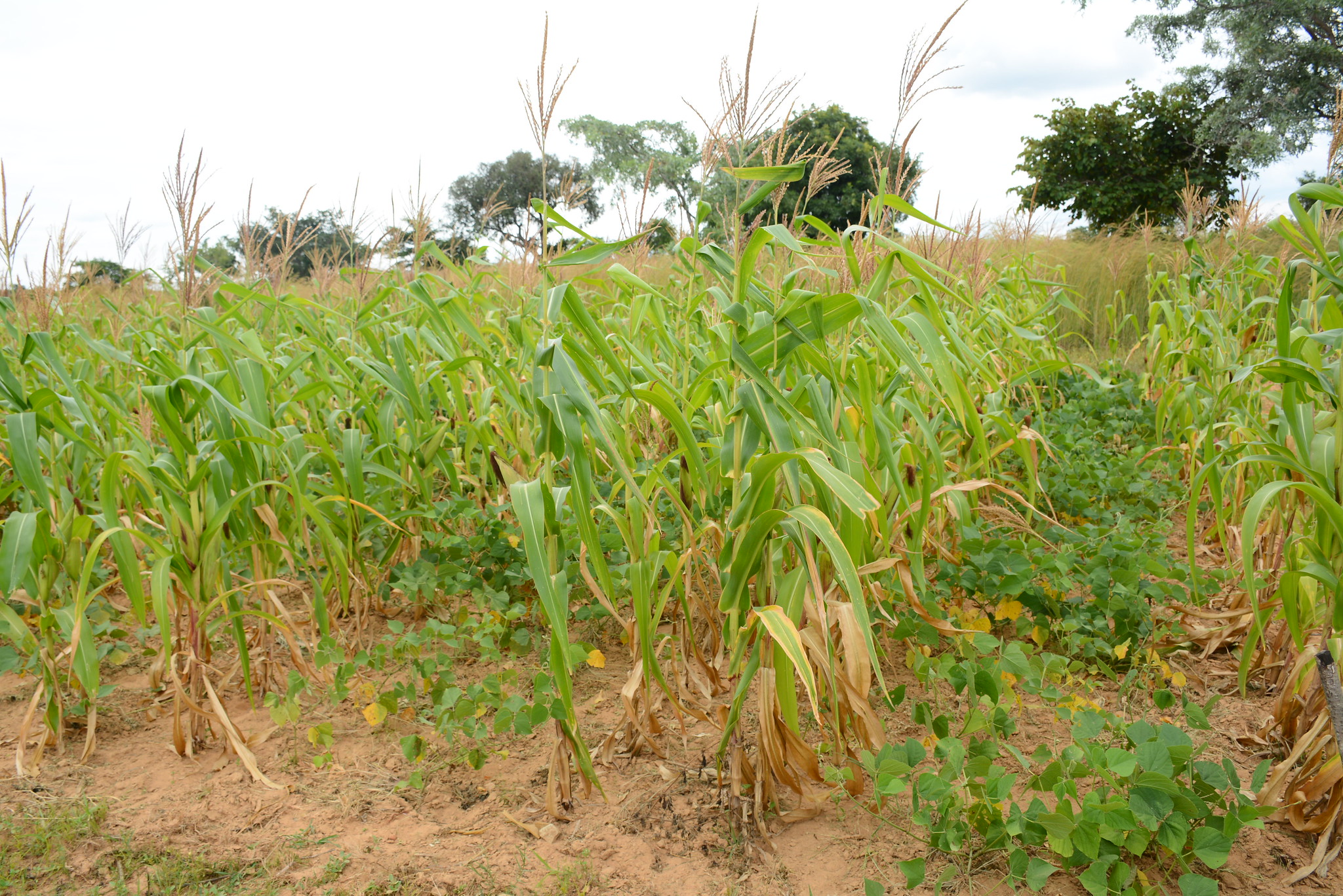 Background image for CIMMYT