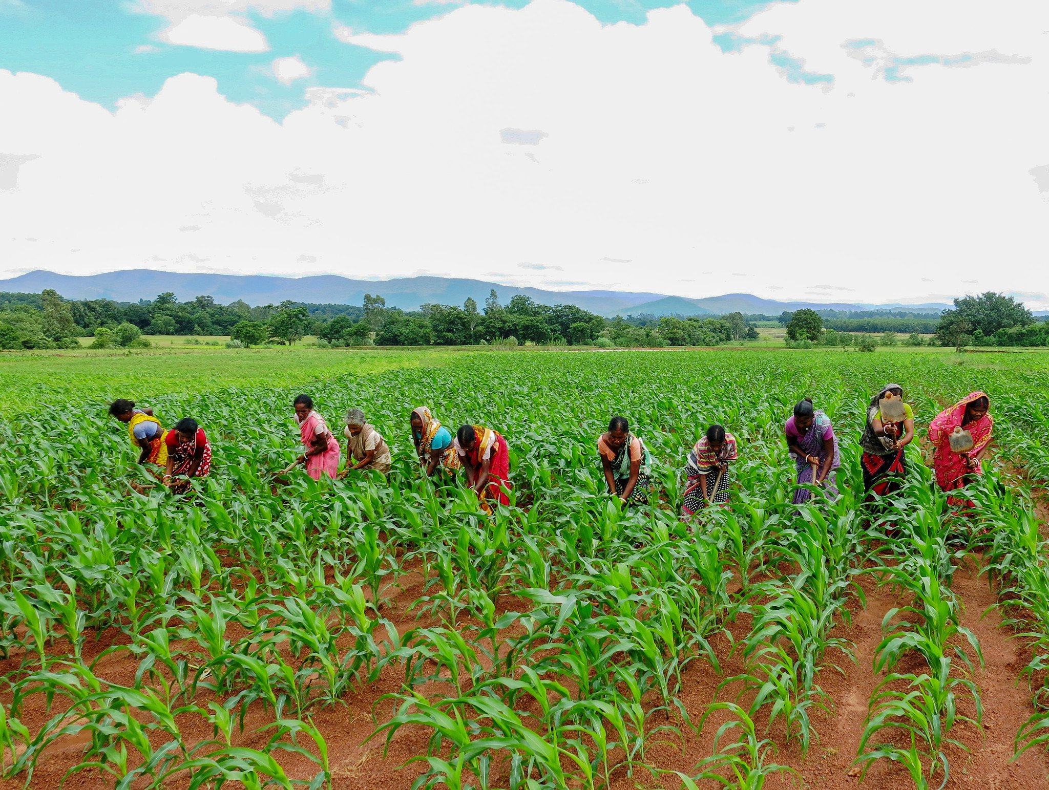 Background image for CIMMYT