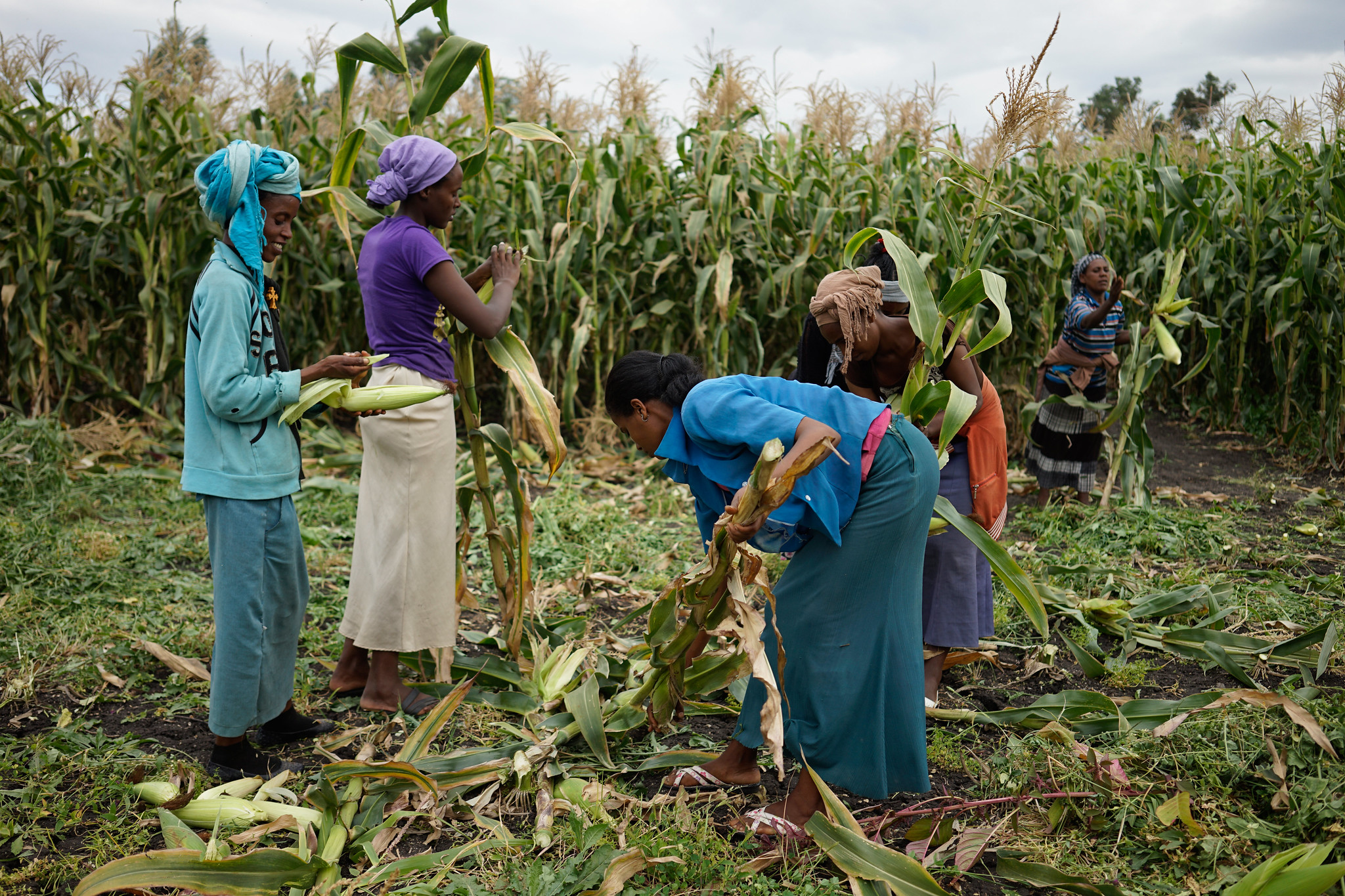 Background image for CIMMYT