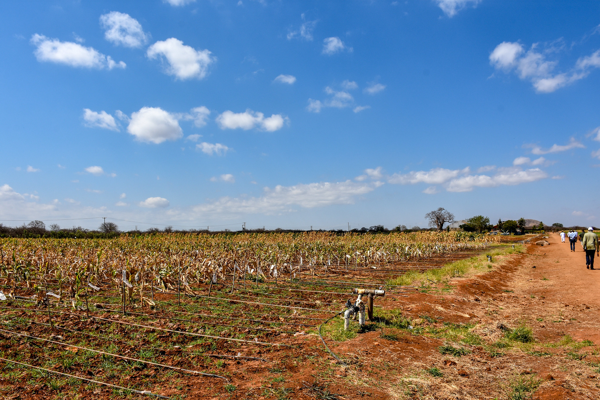 Background image for CIMMYT