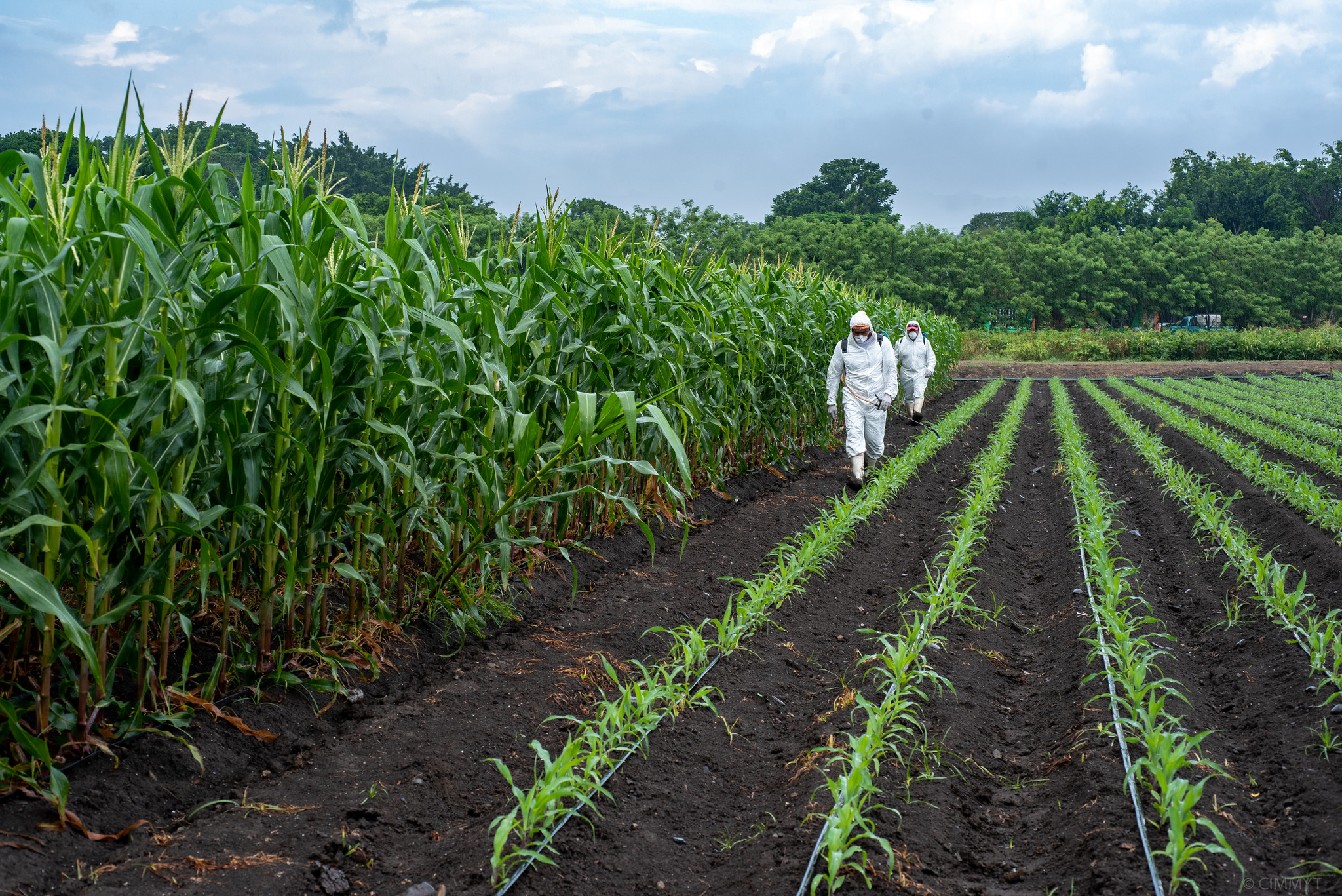 Background image for CIMMYT