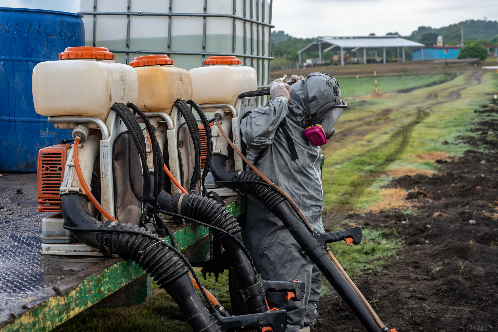 Background image for CIMMYT