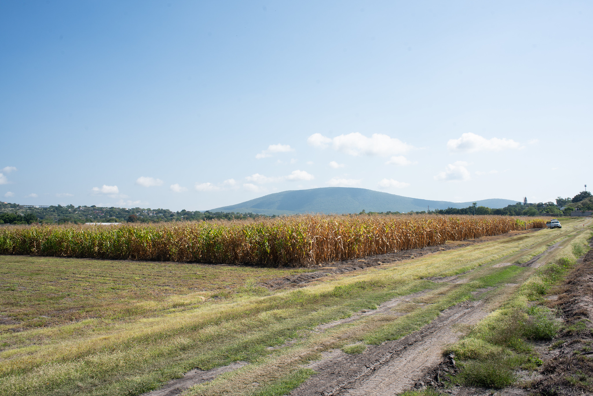 Background image for CIMMYT