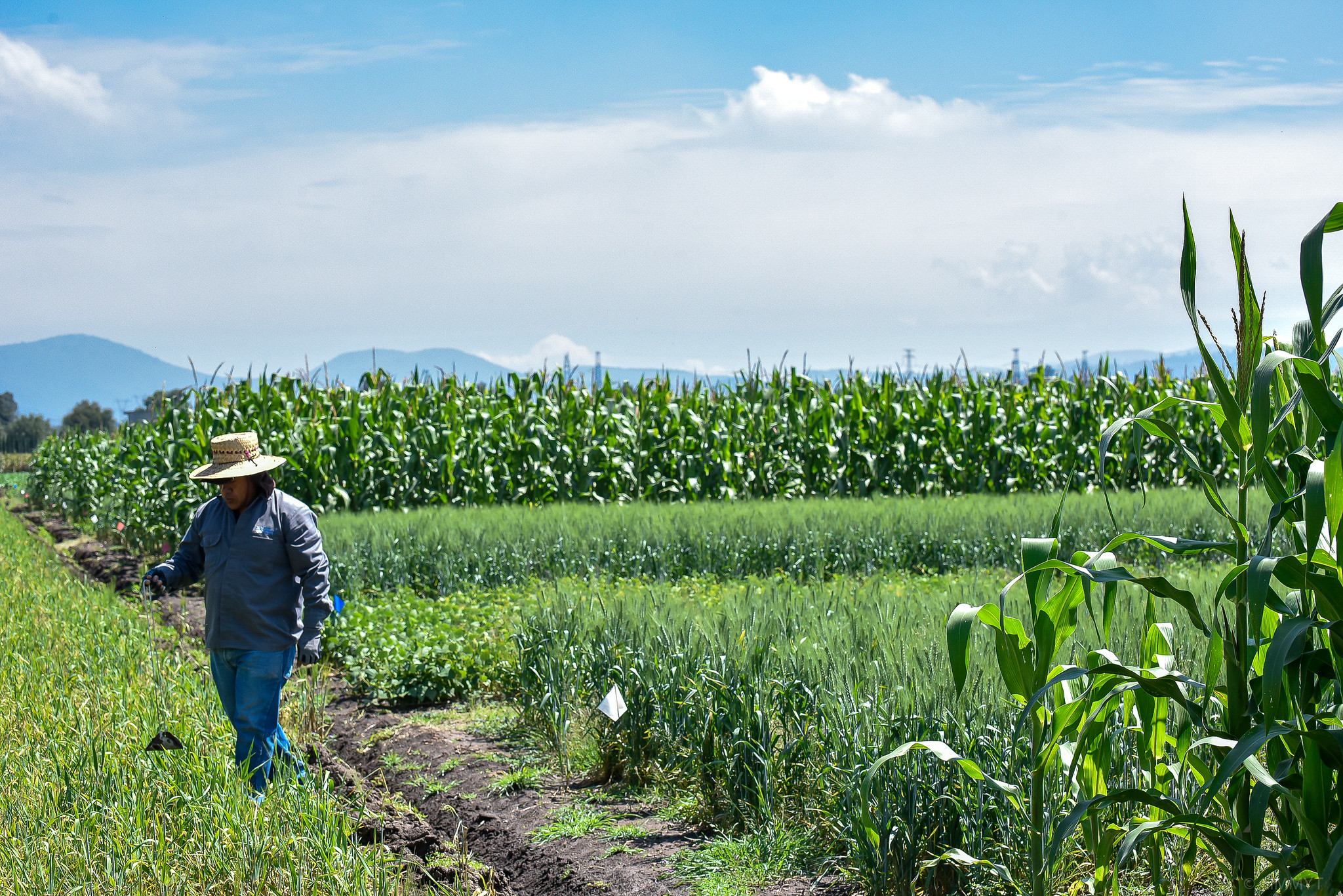 Background image for CIMMYT