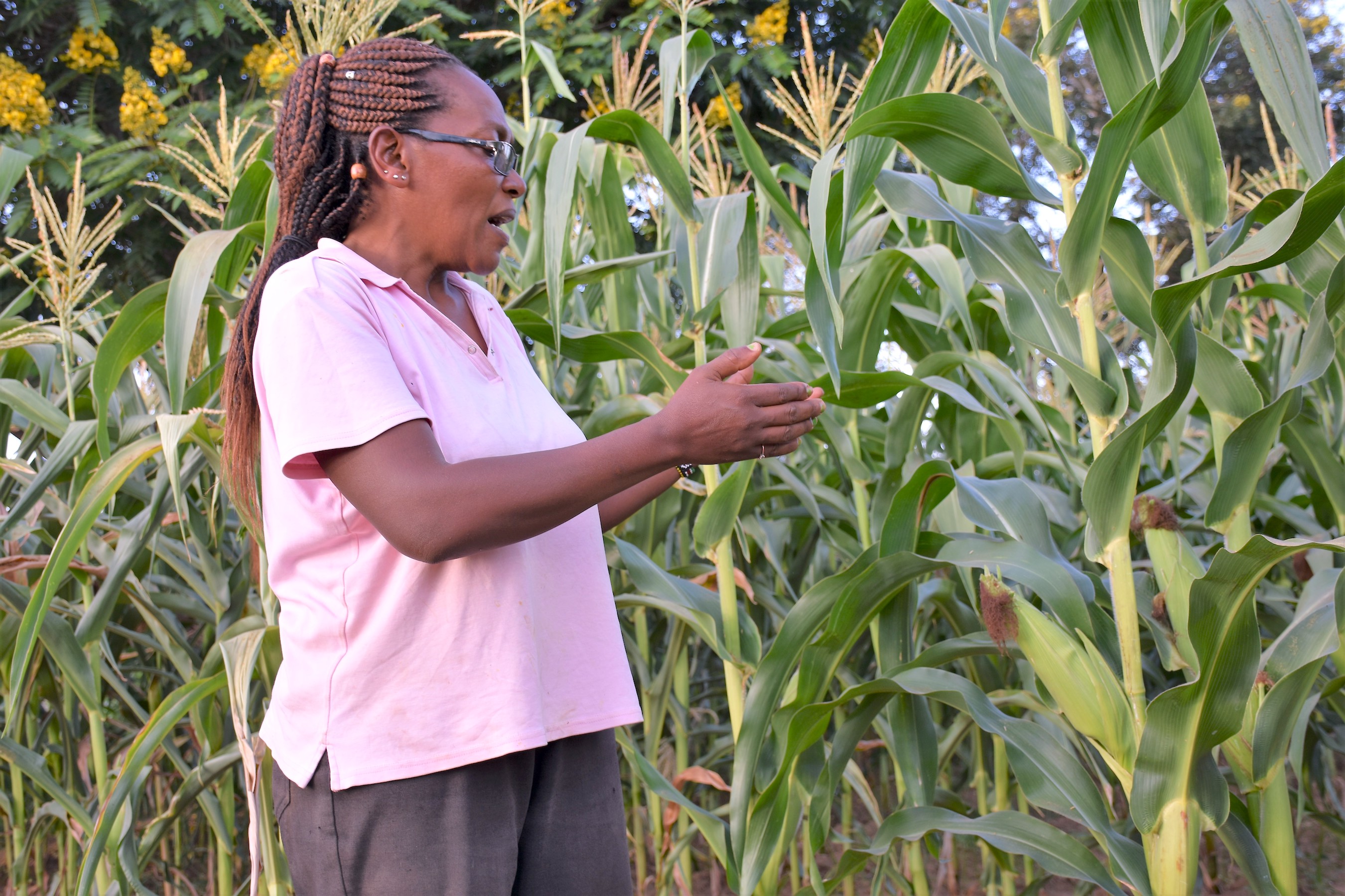 Doris Muia shows how well SAWA maize is doing at her farm, despite limited rainfall. (Photo: Joshua Masinde/CIMMYT)