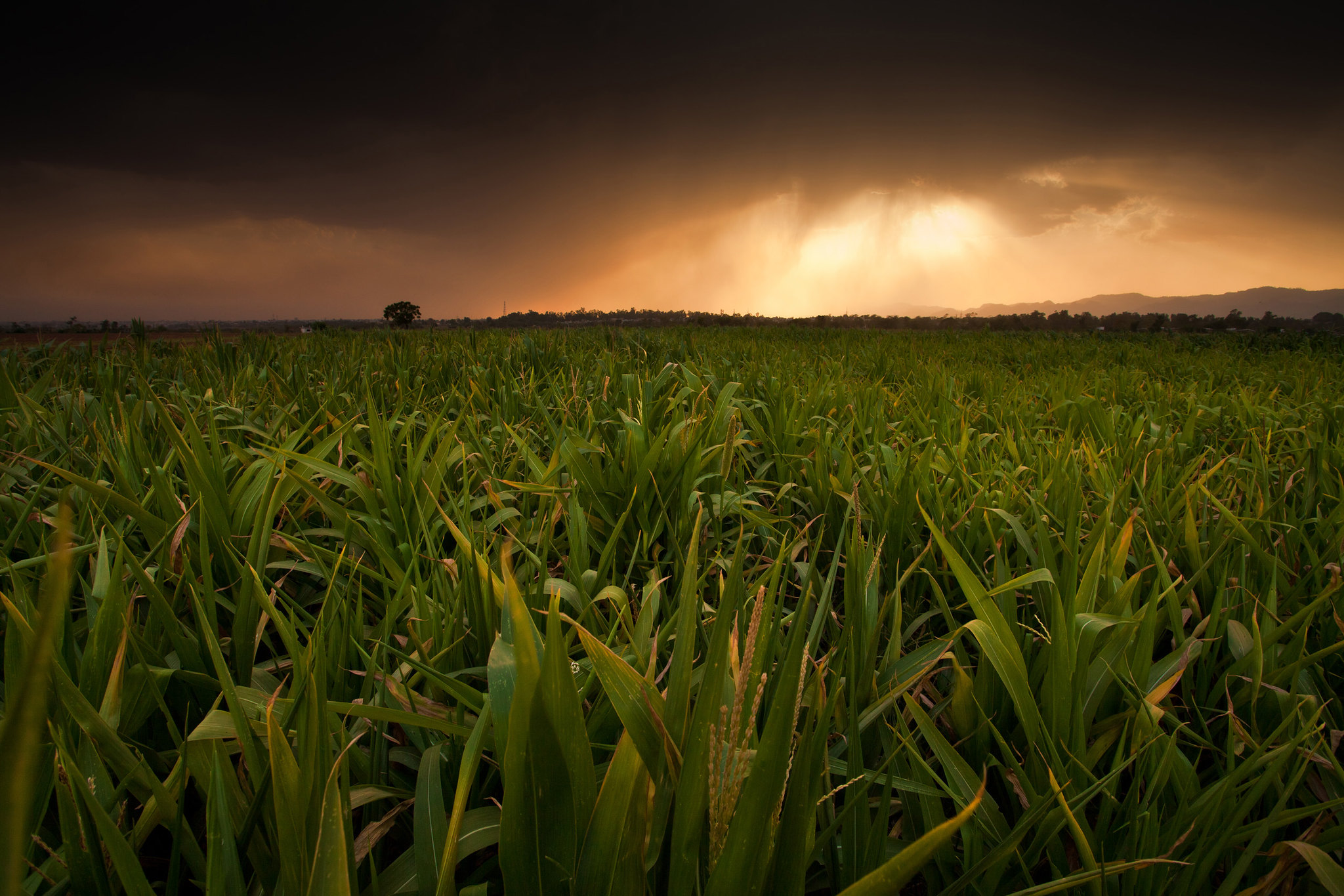 Background image for CIMMYT