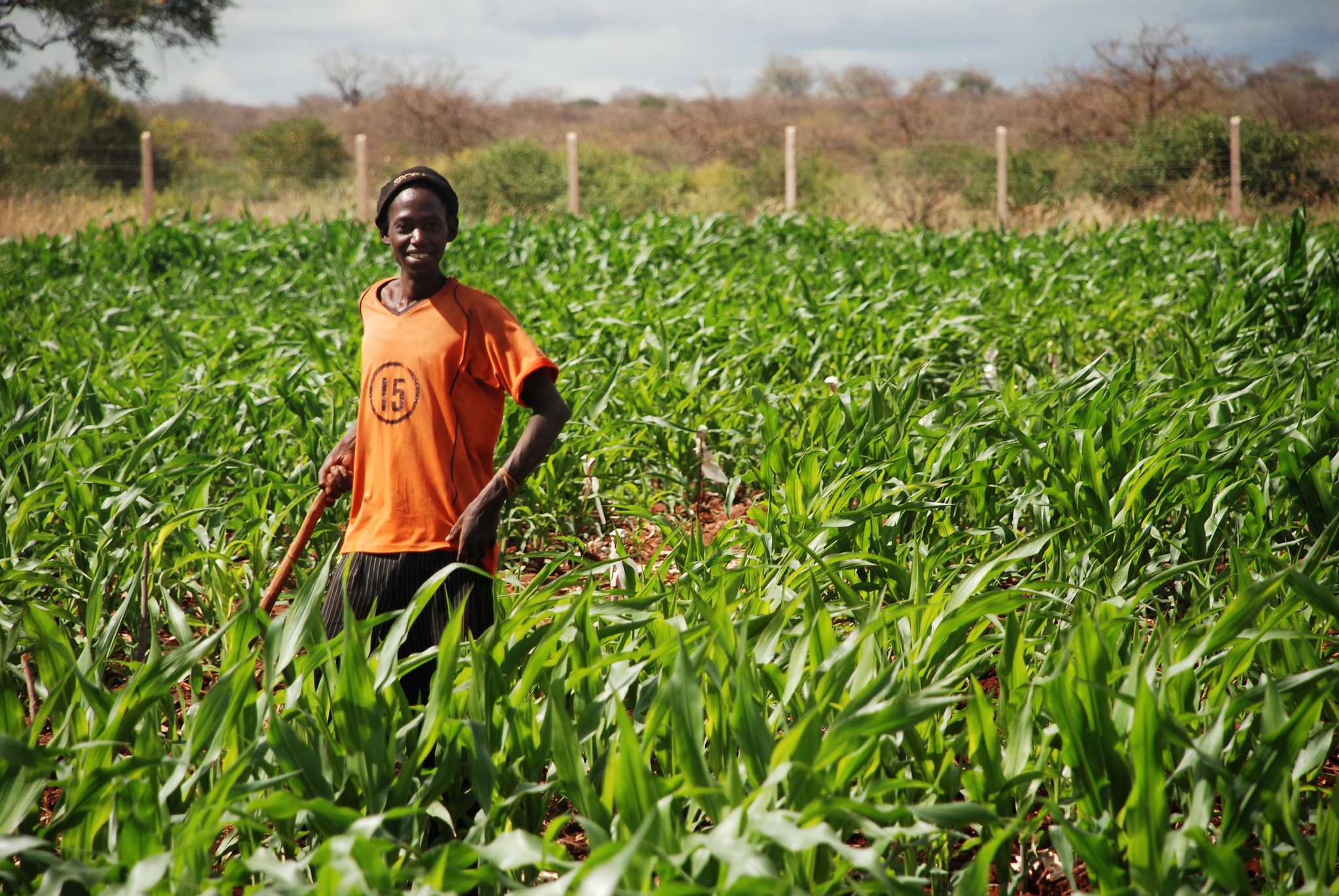 Background image for CIMMYT