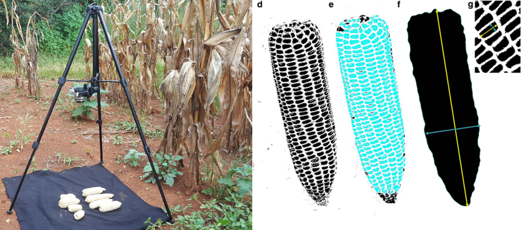 Measuring maize attributes such as ear size, kernel number and kernel weight is becoming faster and simpler through digital imaging technologies.
