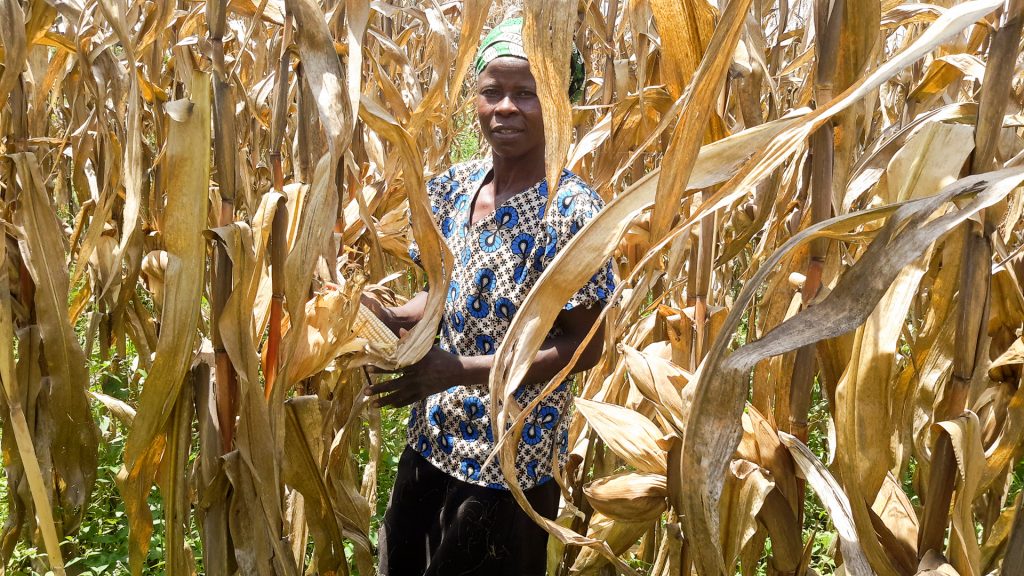 A farmer holds a cob from a Ms44 hybrid during on-farm evaluations in Kakamega, Kenya. (Photo: Virginia Ndungu/KALRO)