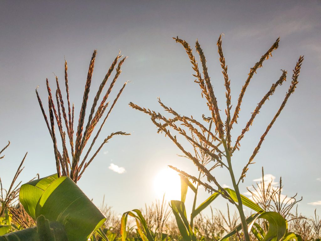 A non-pollen-producing plant (on the left) on a farm trial in Zimbabwe. (Photo: Jill Cairns/CIMMYT)