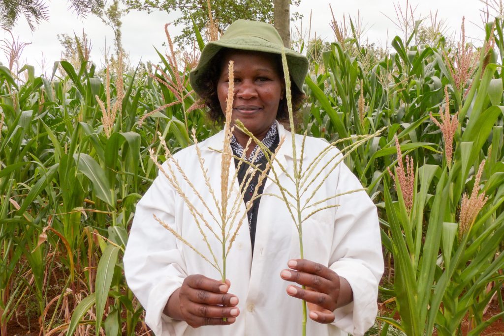 A researcher holds two plants to show the pollen-producing (left) and non-pollen producing plants (right) at a research station in Embu, Kenya. (Photo: Hugo De Groote/CIMMYT)