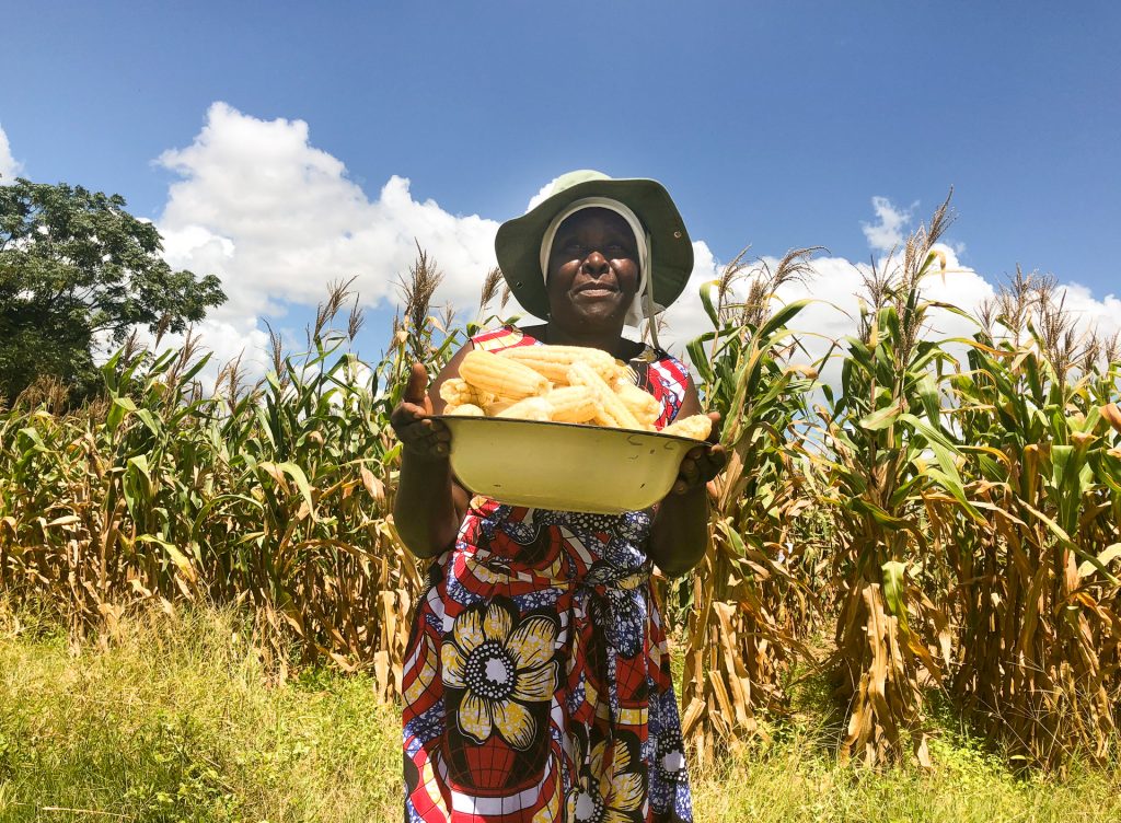 Farmer Edma Shanguri holds a harvest of Ms44 hybrids from an on-farm trial in Murewa, Zimbabwe. (Photo: J. Cairns/CIMMYT)