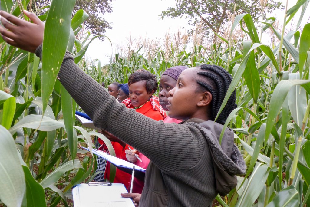 Smallholder farmers evaluate Ms44 hybrids in Embu, Kenya. (Photo: Hugo De Groote/CIMMYT)