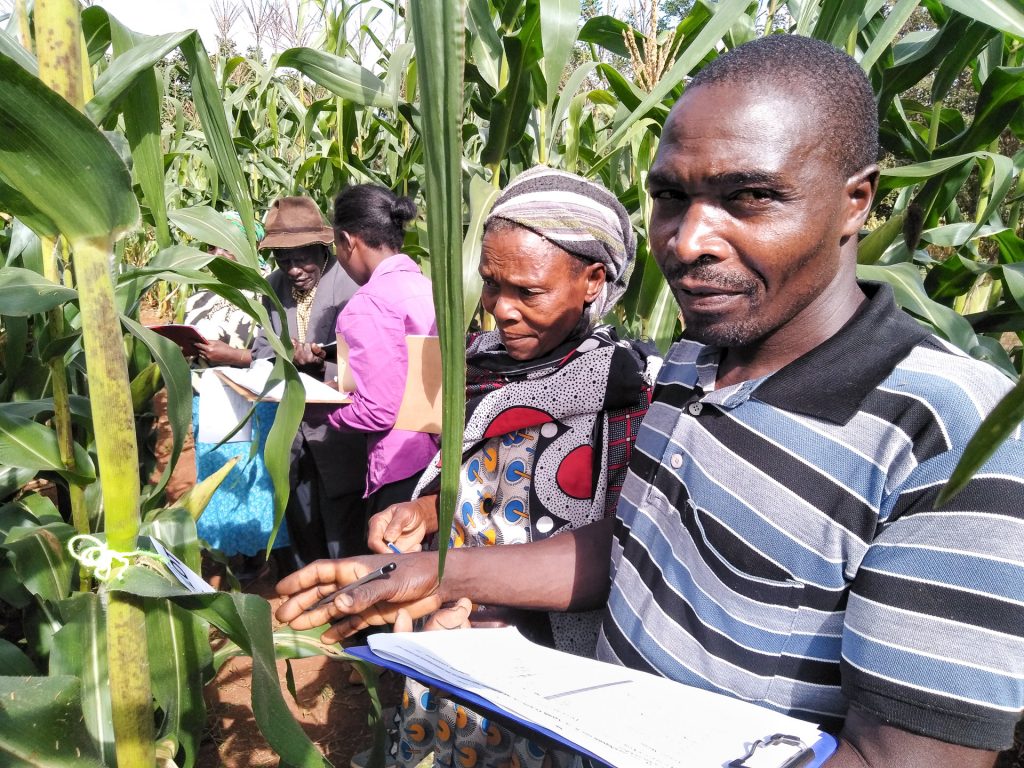 Smallholder farmers evaluate Ms44 hybrids in Embu, Kenya. (Photo: Mike Ndegwa/CIMMYT)