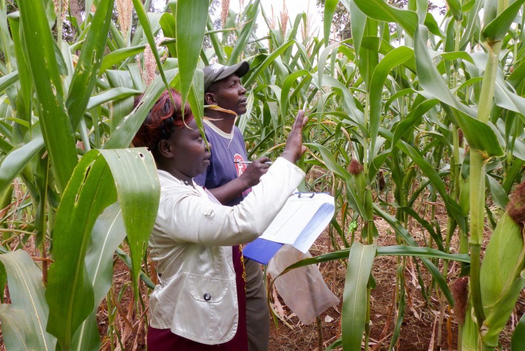 Two smallholder farmers evaluate Ms44 hybrids during an on-farm evaluation in Embu, Kenya. (Photo: Hugo De Groote/CIMMYT)