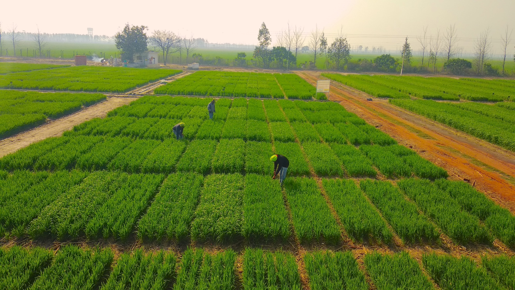 A pioneering study demonstrates how rice and wheat can be grown using 40 percent less water, through an innovative combination of existing irrigation and cropping techniques. (Photo: Naveen Gupta/CIMMYT)